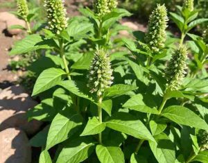 Aztlan herbal remedies
